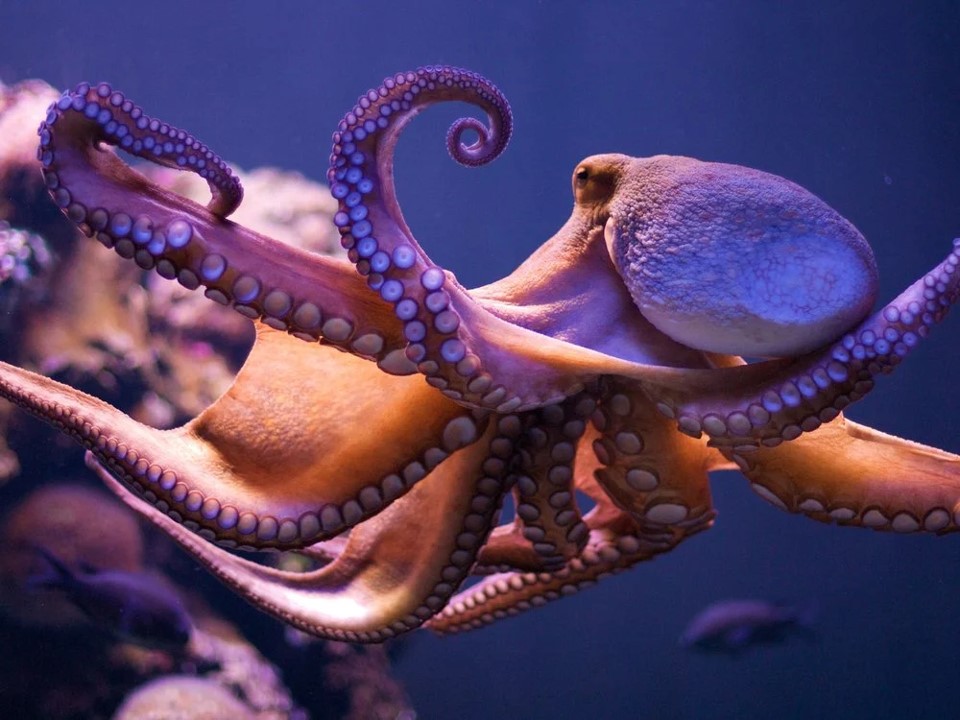 125 Cool Octopus Facts