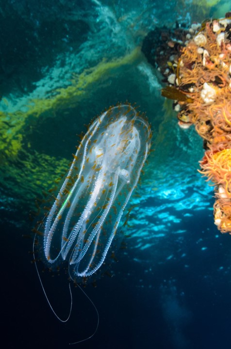 35 Interesting Salps Facts