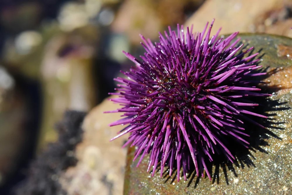 75 Incredible Sea Urchins Facts