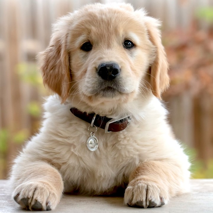 Amazing Dog Facts Amazing Dog Facts