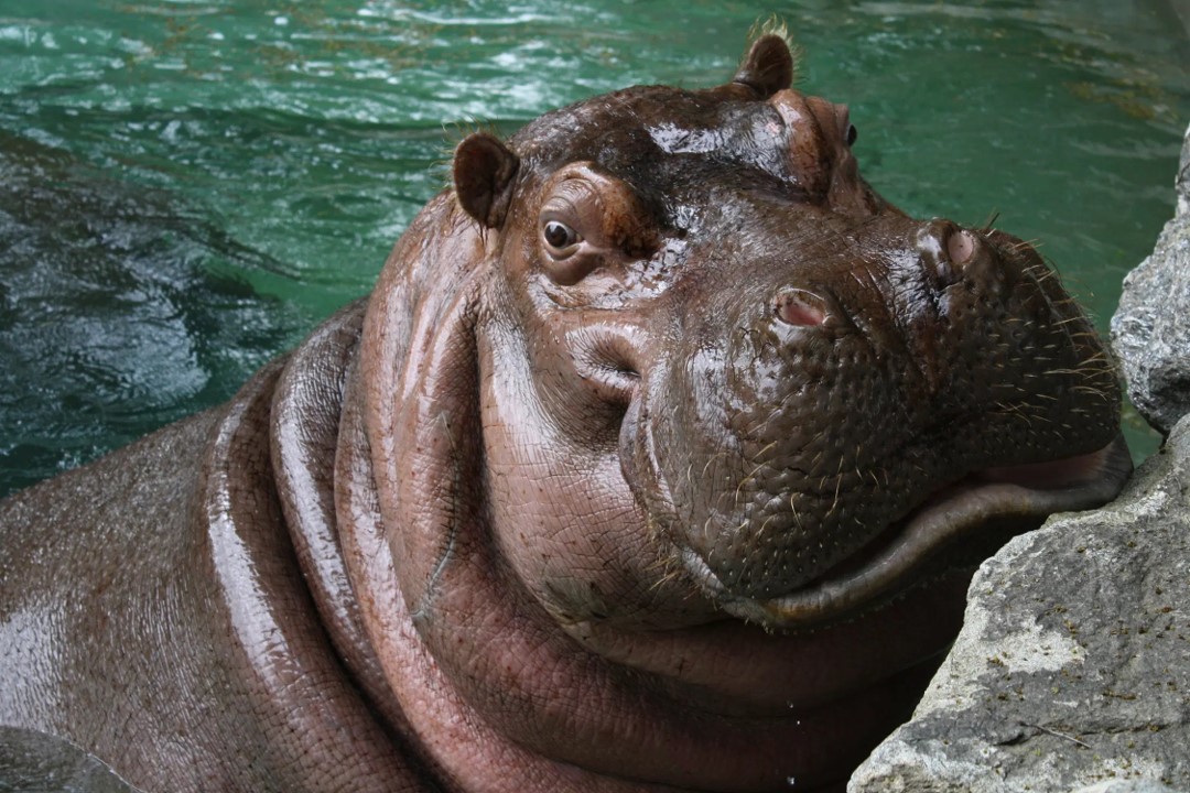 35 Fascinating Hippopotamus Facts