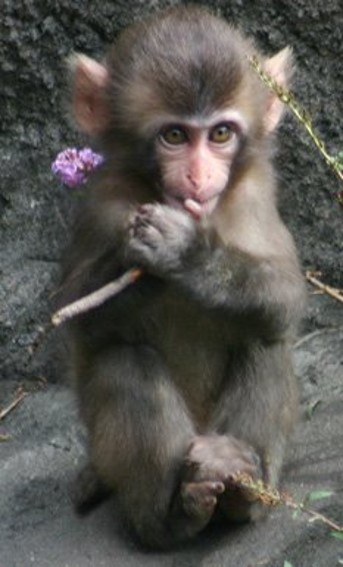 35 Amazing Macaques Facts