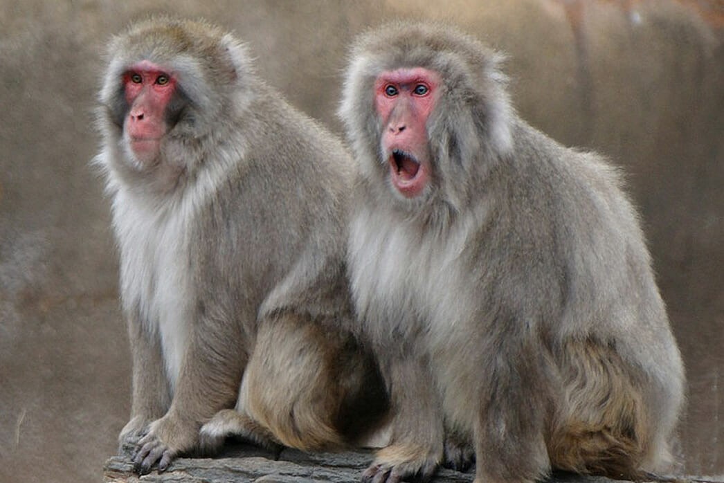 35 Amazing Macaques Facts