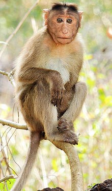 35 Amazing Macaques Facts