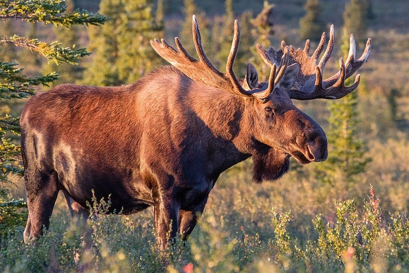 35 Amazing Moose Facts