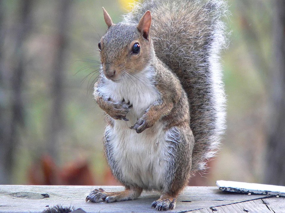 35 Super Squirrels Facts