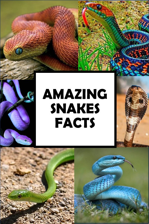 Snake Game Revisited: Surprising Facts and Fascinating Trivia for Snake Day